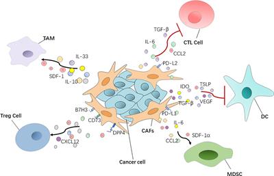 Cancer-Associated Fibroblast Heterogeneity: A Factor That Cannot Be Ignored in Immune Microenvironment Remodeling